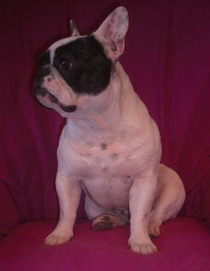 Publication : Starbouliwood's Auteur : Camilleri Philippe