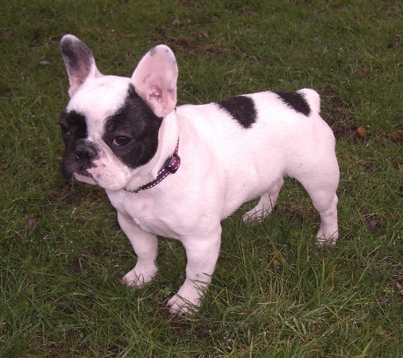 Publication : Starbouliwood's Auteur : Camilleri Philippe