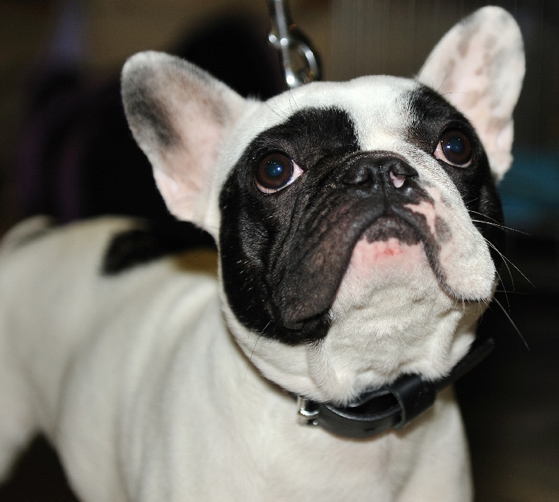 Publication : Starbouliwood's Auteur : Camilleri Philippe