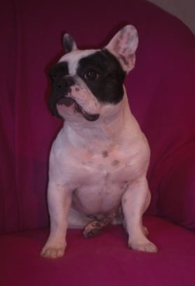 Publication : Starbouliwood's Auteur : Camilleri Philippe