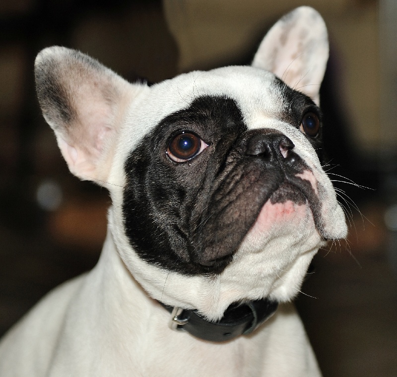 Publication : Starbouliwood's Auteur : Camilleri Philippe