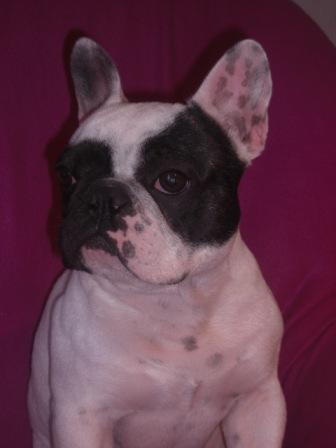 Publication : Starbouliwood's Auteur : Camilleri Philippe