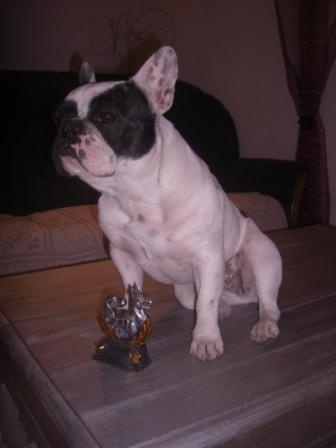 Domino dit diam's du Clos du Roi - Classe Intermédiaire => Classement 2éme - Excellent