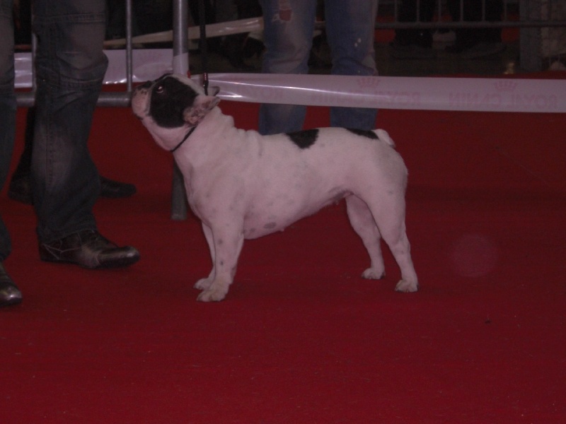 Domino dit diam's du Clos du Roi - Classe JEUNE => Classement 2éme - Excellent