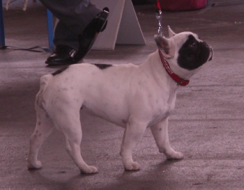 Domino dit diam's du Clos du Roi - Classe PUPPY => Très Prometteur