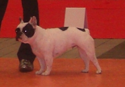 Domino dit diam's du Clos du Roi - Classe Intermédiaire => Excellent