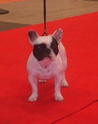 Domino dit diam's du Clos du Roi - Classe Intermédiaire => Très Bon