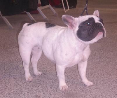 Domino dit diam's du Clos du Roi - Classe Intermédiaire => Classement 3éme - Très Bon