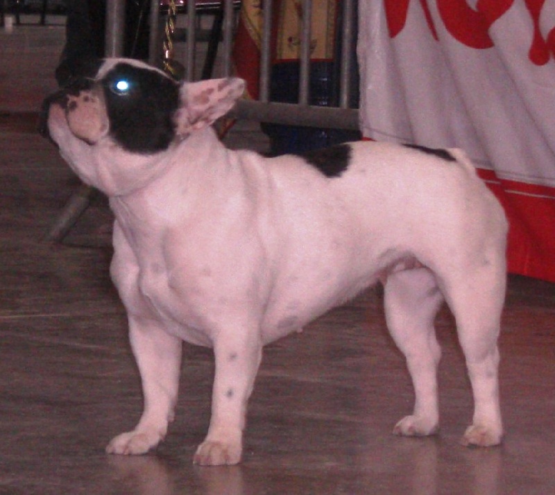 Domino dit diam's du Clos du Roi - Classe JEUNE => Classement 2éme - Excellent