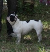 Domino dit diam's du Clos du Roi - Classe Intermédiaire - Excellent (non classé)