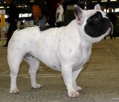 Domino dit diam's du Clos du Roi - Classe Intermédiaire - 3ème Excellent