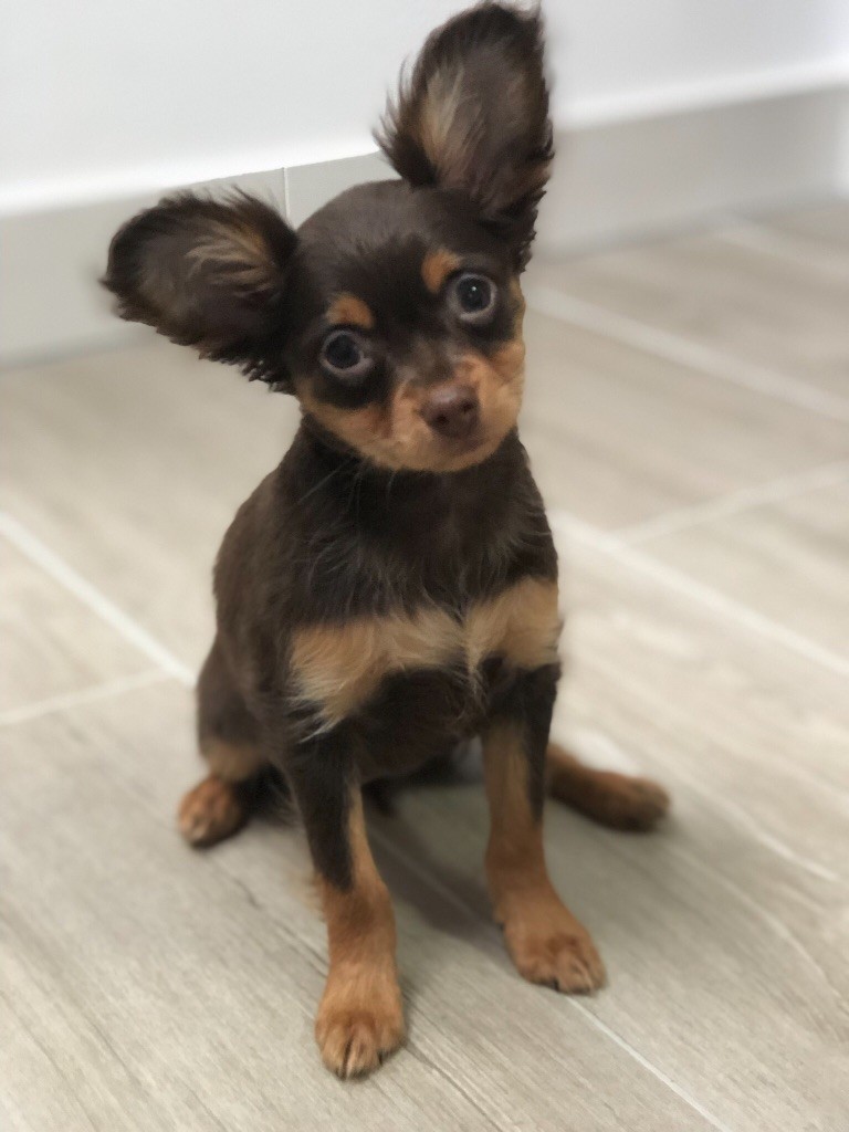 Chiot Russkiy Toy Petit Chien Russe Lux Toy Pina Colada