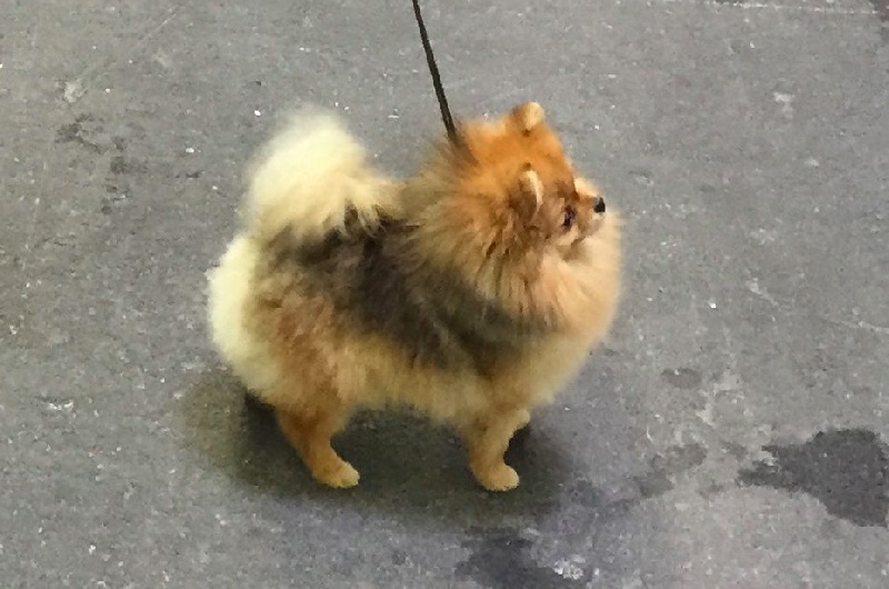 Caneden Lady loïs lane (loÏs) - 4ème EXC (jeune)