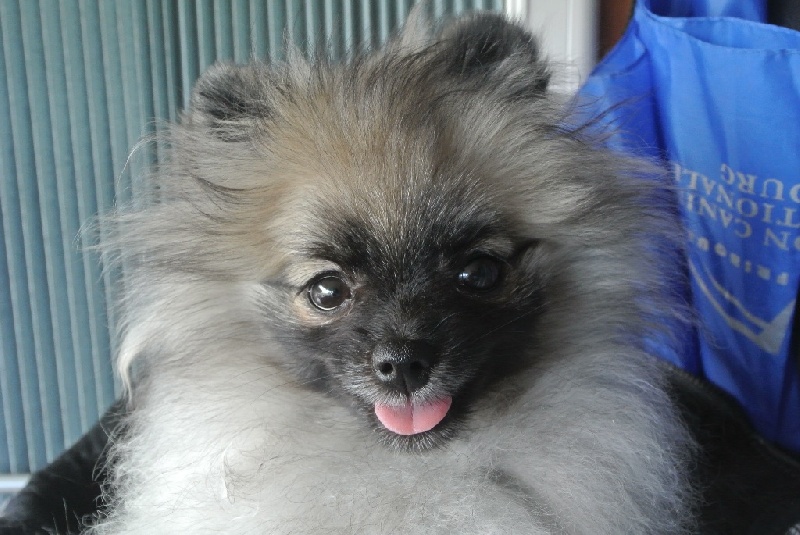 CH. showin's Dancing wolf of caneden (janet) - 1er TP