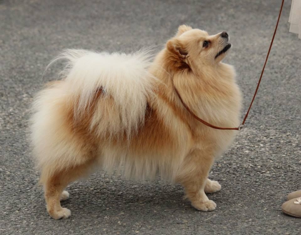 CH. Diva at Caneden - 1er EXC - CAC - CACIB - BOS