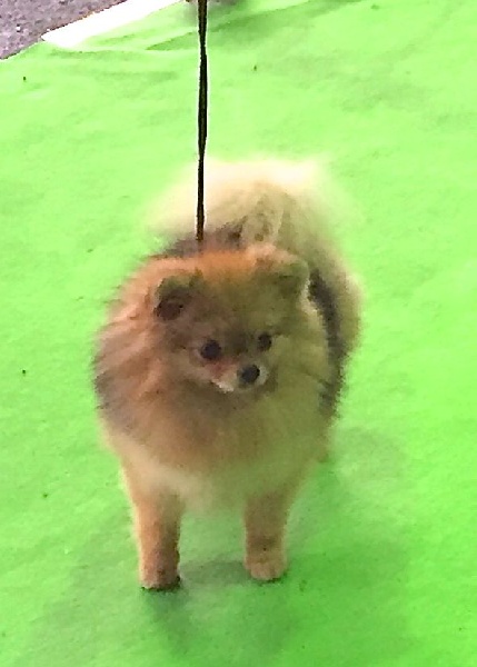 Caneden Lady loïs lane (loÏs) - 1er EXC - BOJ - BOB