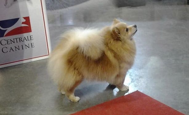 CH. Diva at Caneden - 1er EXC -