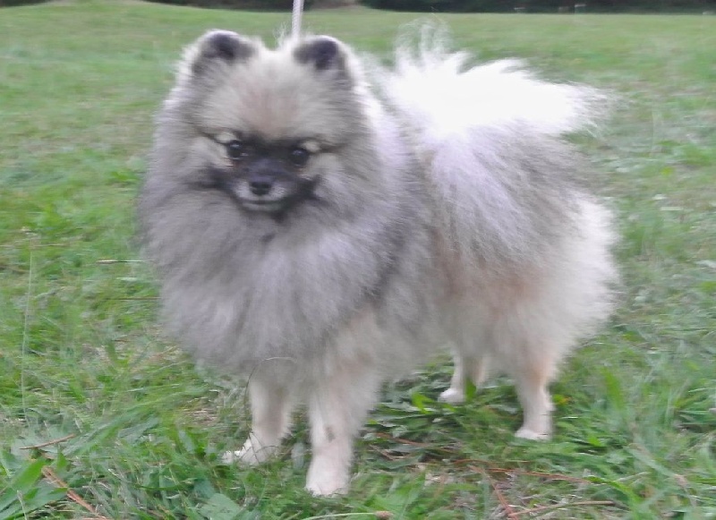 CH. showin's Dancing wolf of caneden (janet) - 2ème EXC