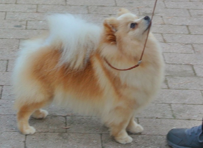 CH. Diva at Caneden - 1er EXC - CAC - BOB