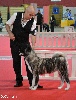 CH. kireisa 's hot stuff at caneden (wasabi) - 1er excellent , Res CAC,  Res CACIB