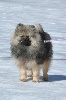 CH. nevastar Smile wolf (smiley) - 1er TP - Best puppy - BIS Puppy 