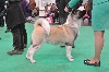 CH. bigbenz Guess who's at caneden (beaner) - 1er EXC - CAC - CACIB - BOS 