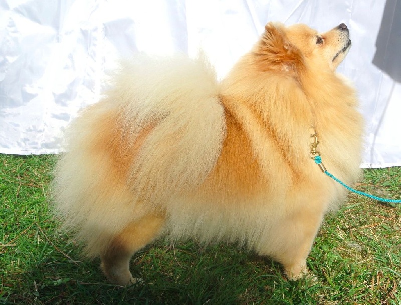 CH. Diva at Caneden - 1er EXC - BOB