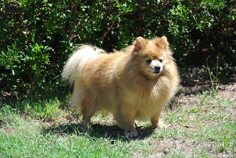 CH. Diva at Caneden - 1ère EXC - BOS