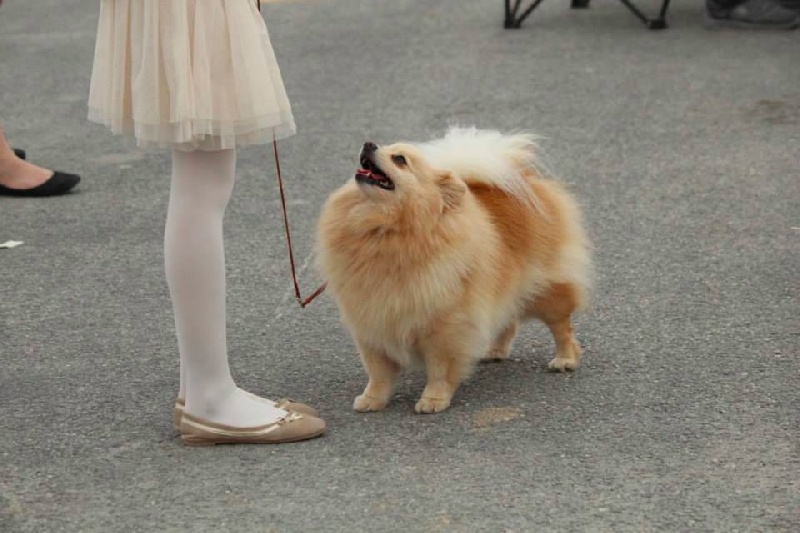 CH. Diva at Caneden - 1er EXC - CACS - BOB