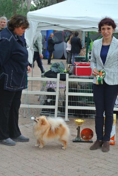 CH. Diva at Caneden - 1er EXC - CAC - BOB