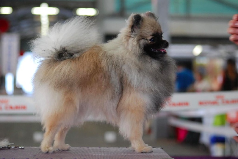 CH. showin's Dancing wolf of caneden (janet) - 1er EXC - CAC