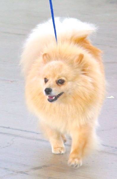 CH. Diva at Caneden - 1er EXC - CAC - BOB