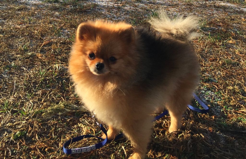 Caneden Lady loïs lane (loÏs) - 1er EXC - CAC - BOS