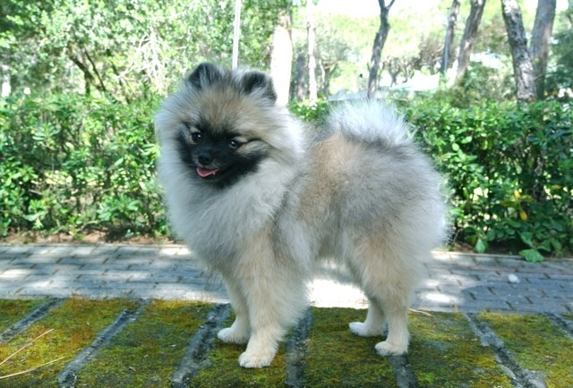 CH. showin's Dancing wolf of caneden (janet) - 1er TP