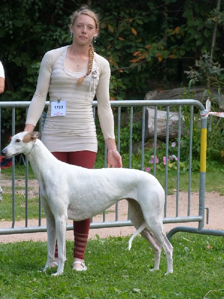 Earth song De winthrop - 1er. EXC./RCACS en Classe Ouverte Femelles.