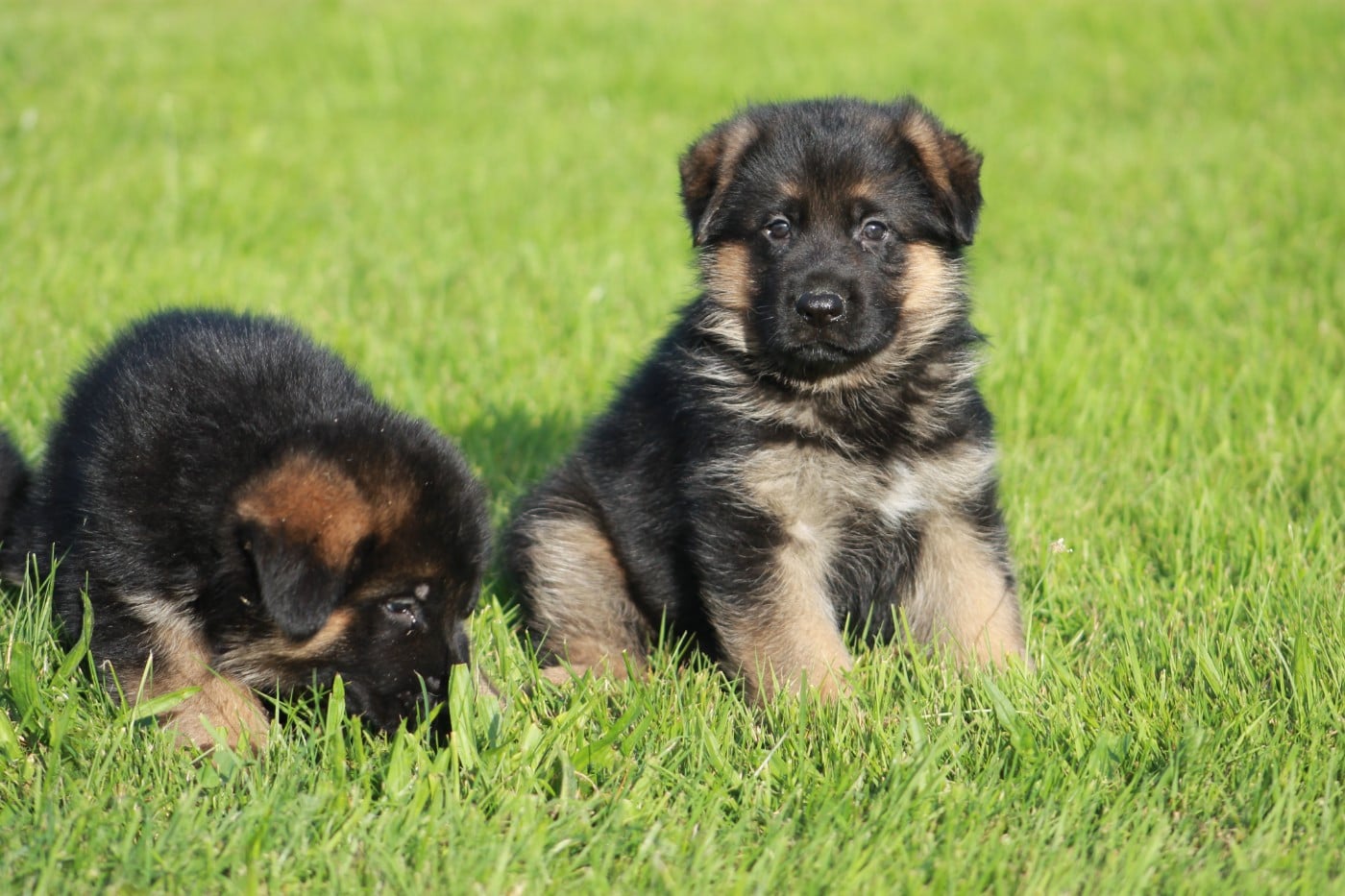 Chiot N°1 - Berger Allemand
