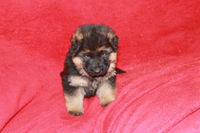 Les chiots de Berger Allemand