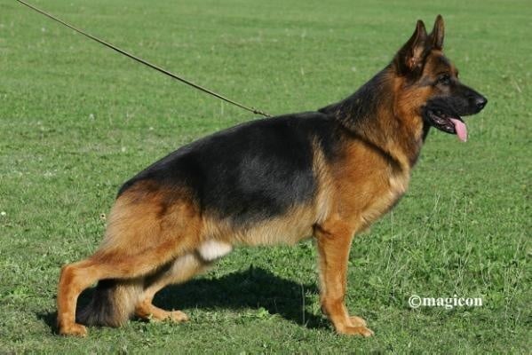 CH. E'u2 de la Petite Laeticia - 1er EXCELLENT CACS CACIB