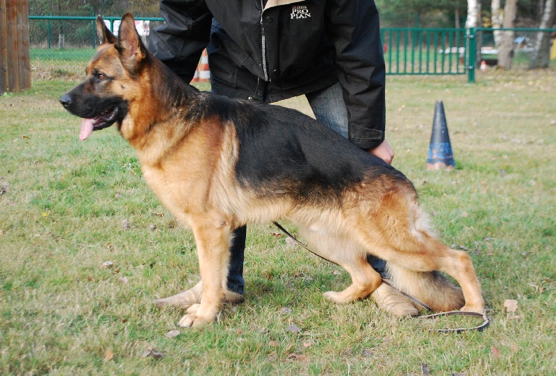 Creusot de la Petite Laeticia - ETALON RECOMANDE