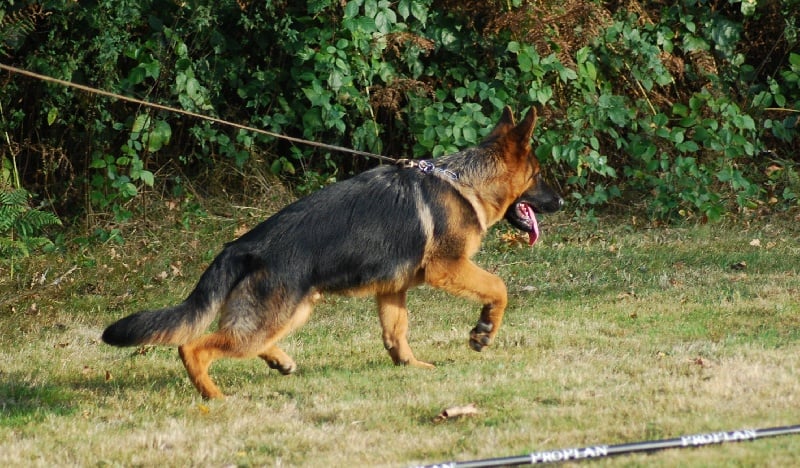 CH. E'u2 de la Petite Laeticia - 1er