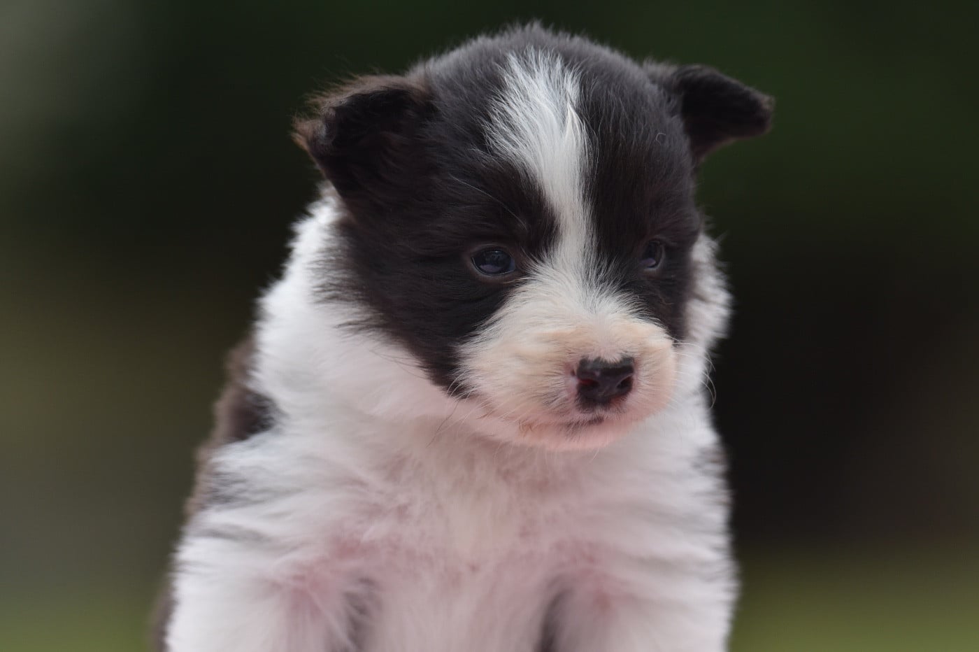 BAIKA DU MAS ENSOLEILLÉ