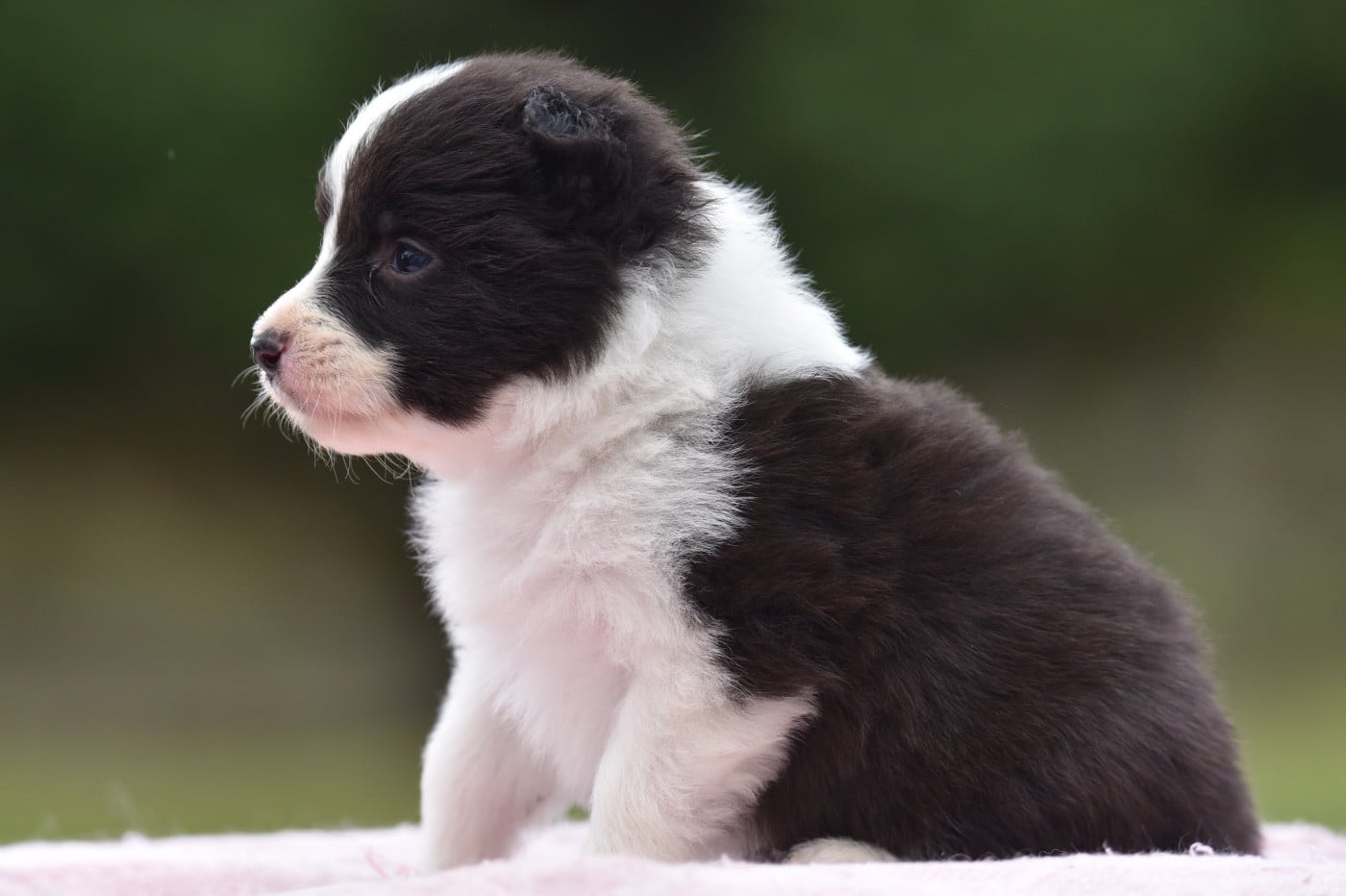 BAIKA DU MAS ENSOLEILLÉ