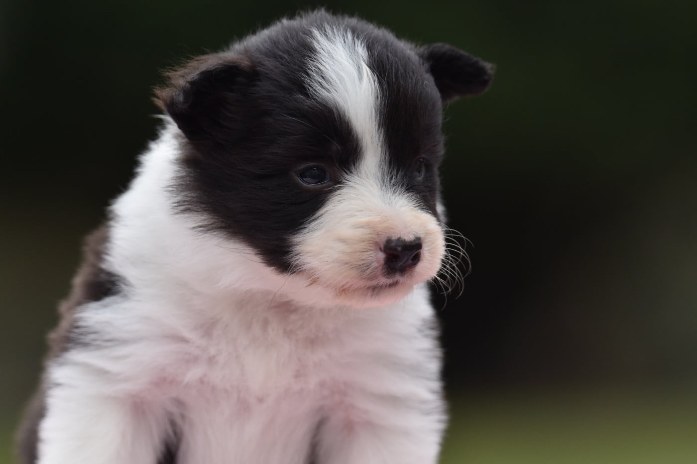 BAIKA DU MAS ENSOLEILLÉ