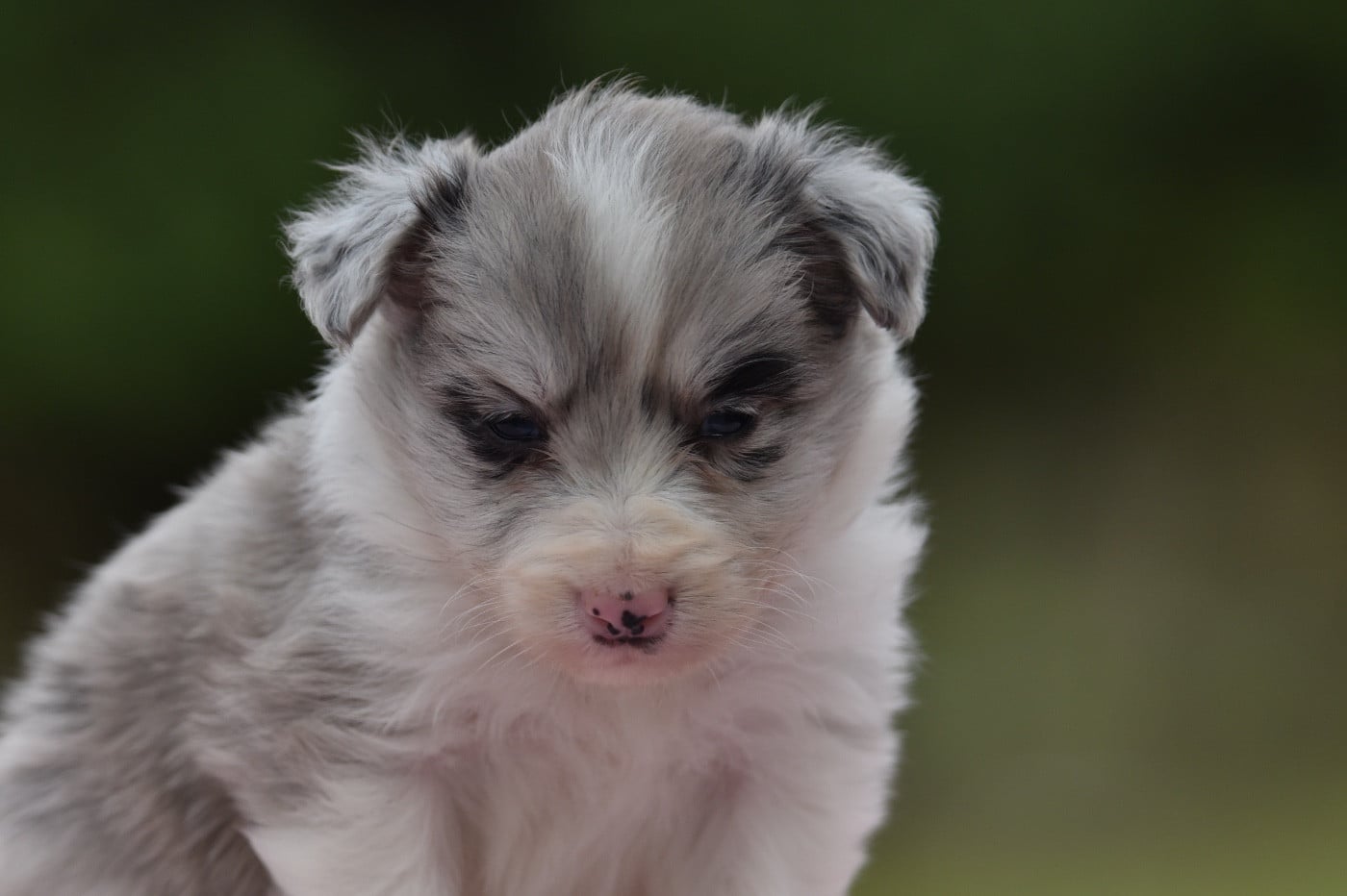 Femelle sable bleue merle