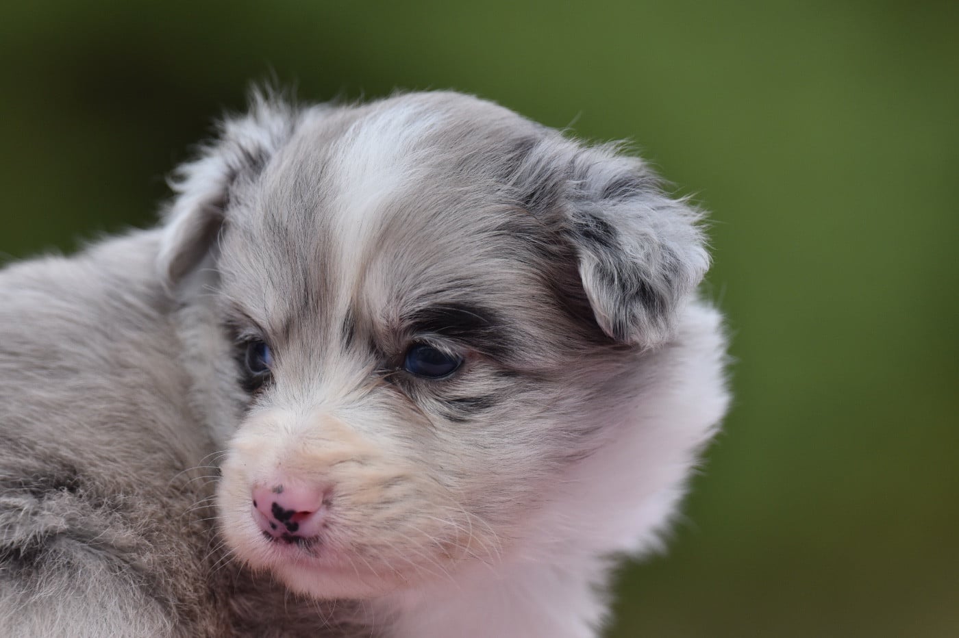 Femelle sable bleue merle