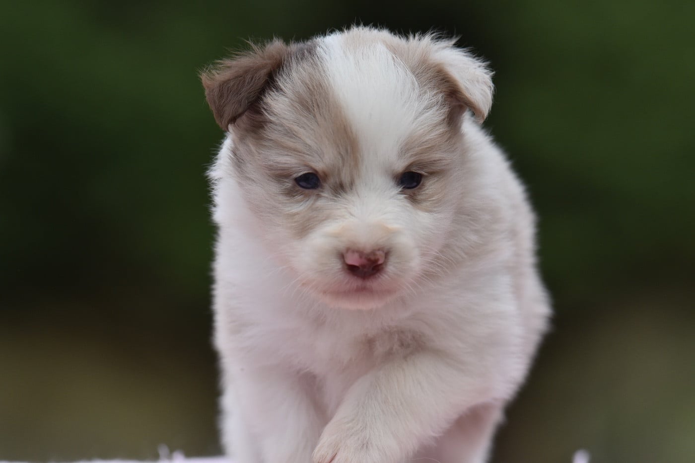 BOMBA LATINA DU MAS ENSOLEILLE