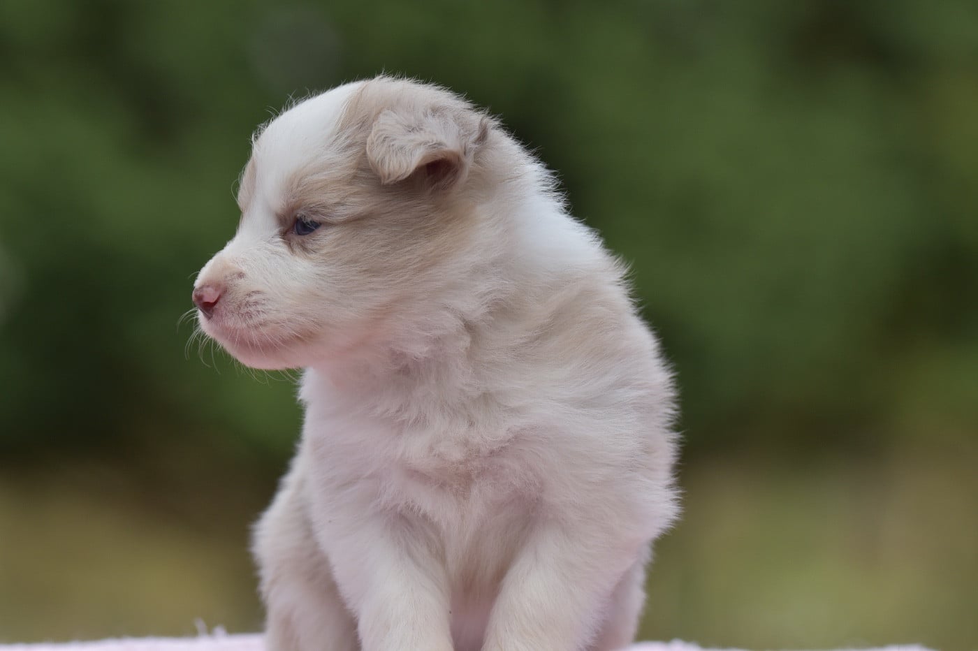 BOMBA LATINA DU MAS ENSOLEILLE