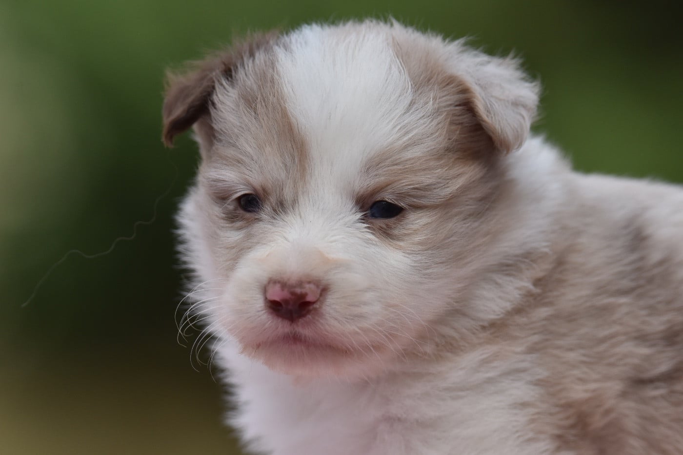 BOMBA LATINA DU MAS ENSOLEILLE