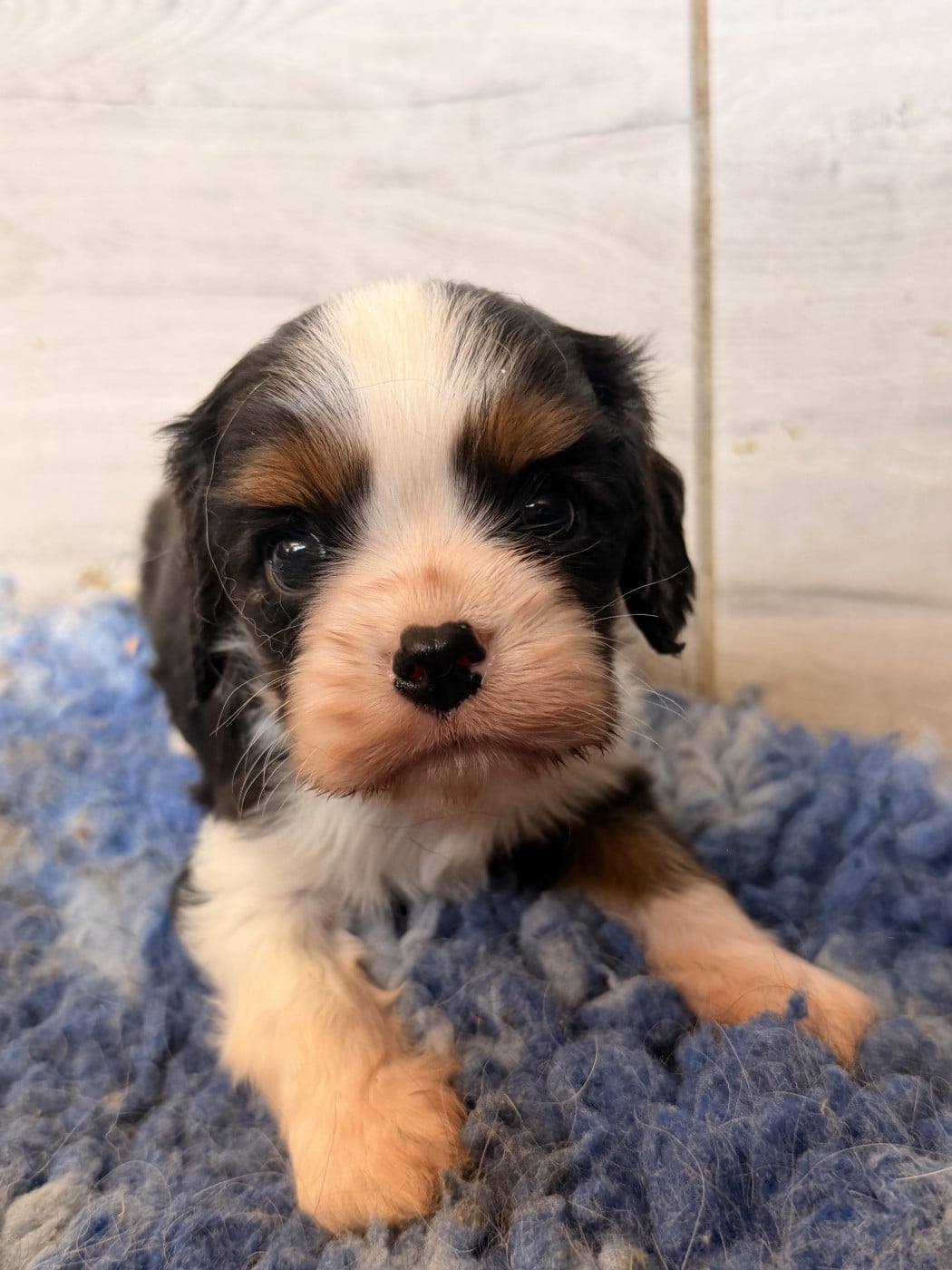 Chiot N°1 - Cavalier King Charles Spaniel