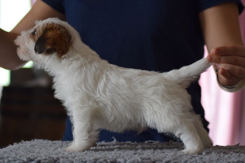 O...... - Jack Russell Terrier